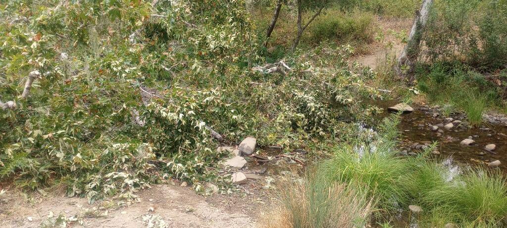 Fallen Sycamore Tree before clearing the crossing